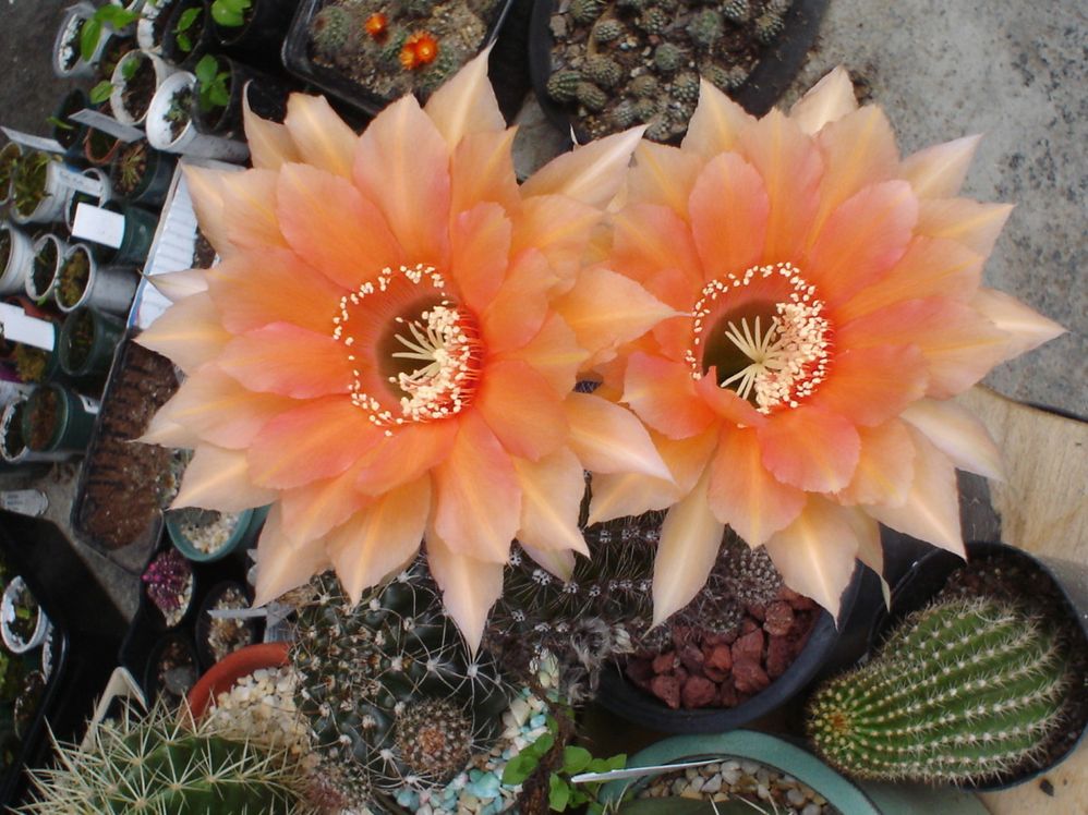flowering-cactus.jpg